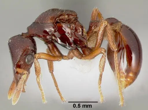 Strumigenys exiguaevitae specimen