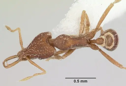 Strumigenys exilirhina specimen