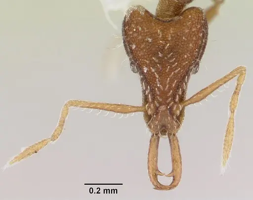 Strumigenys exilirhina specimen
