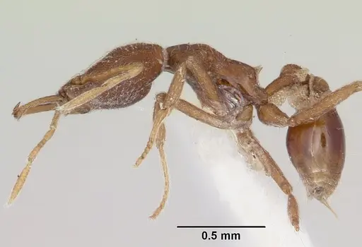 Strumigenys exilirhina specimen