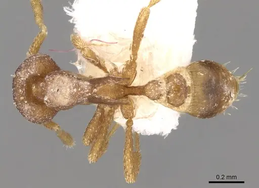 Strumigenys extemena specimen