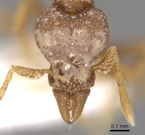 Strumigenys extemena specimen