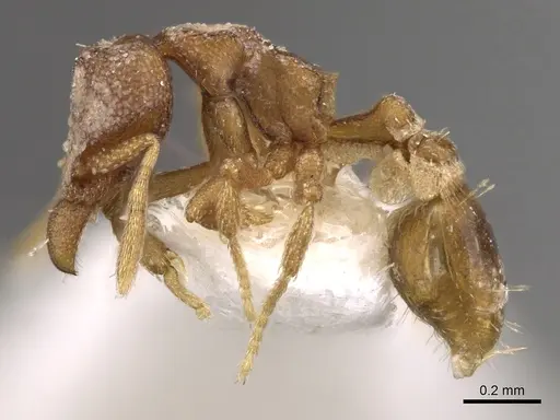 Strumigenys extemena specimen