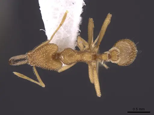 Strumigenys extirpa specimen