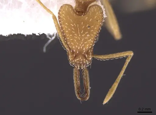 Strumigenys extirpa specimen