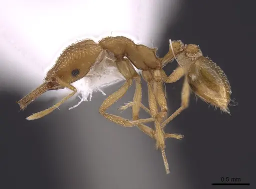 Strumigenys extirpa specimen