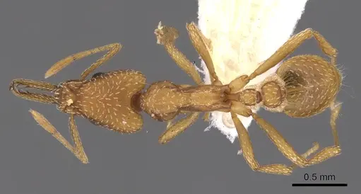 Strumigenys extirpa - INBIOCRI001229706