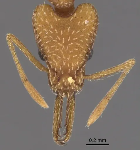 Strumigenys extirpa - INBIOCRI001229706