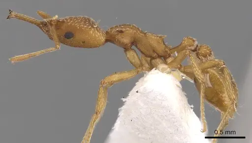 Strumigenys extirpa - INBIOCRI001229706