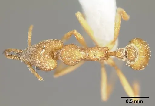 Strumigenys extirpa - JTLC000002535