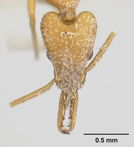 Strumigenys extirpa - JTLC000002535