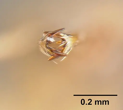 Strumigenys extirpa - JTLC000002535