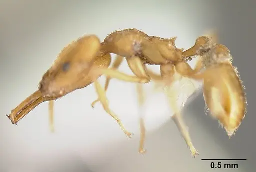 Strumigenys extirpa - JTLC000002535