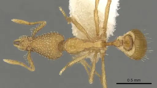 Strumigenys exunca specimen