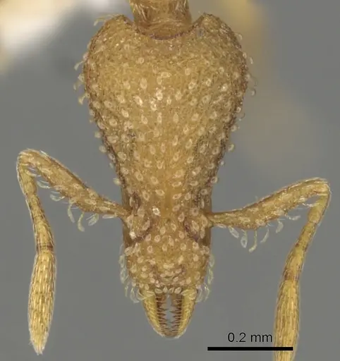 Strumigenys exunca specimen