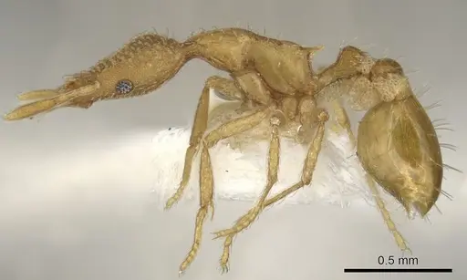 Strumigenys exunca specimen