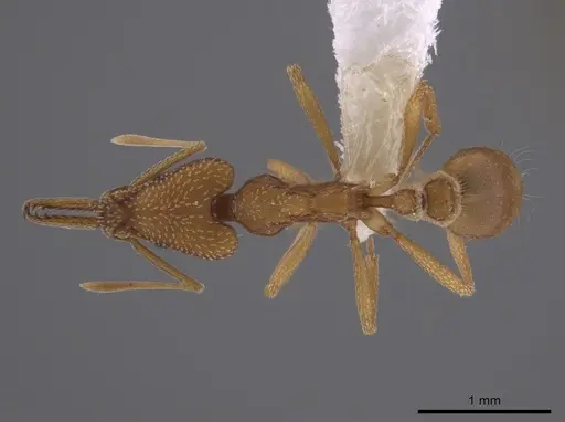 Strumigenys fairchildi specimen
