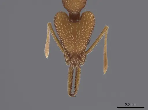 Strumigenys fairchildi specimen