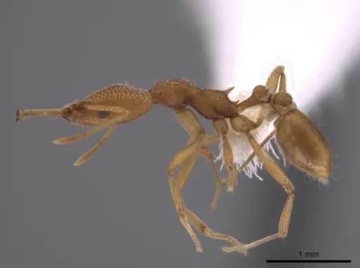 Strumigenys fairchildi specimen