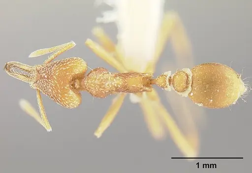 Strumigenys fairchildi - INBIOCRI001284019