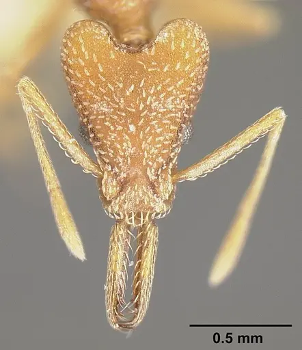 Strumigenys fairchildi - INBIOCRI001284019