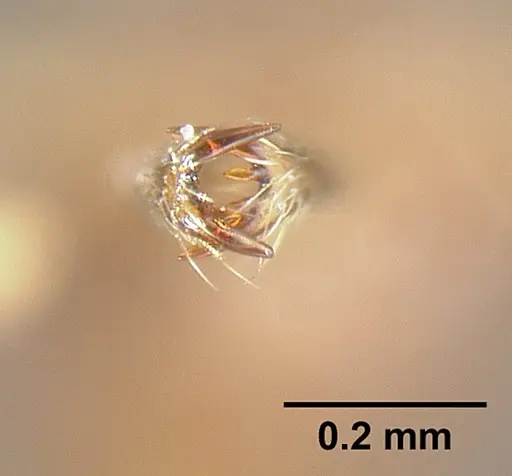 Strumigenys fairchildi - INBIOCRI001284019