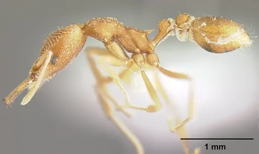 Strumigenys fairchildi - INBIOCRI001284019