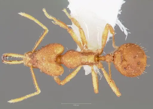 Strumigenys fanano specimen