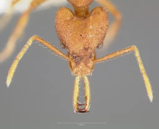 Strumigenys fanano specimen