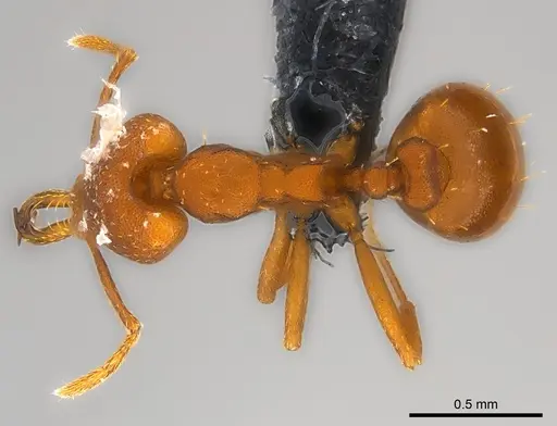 Strumigenys fanano - CASENT0157729