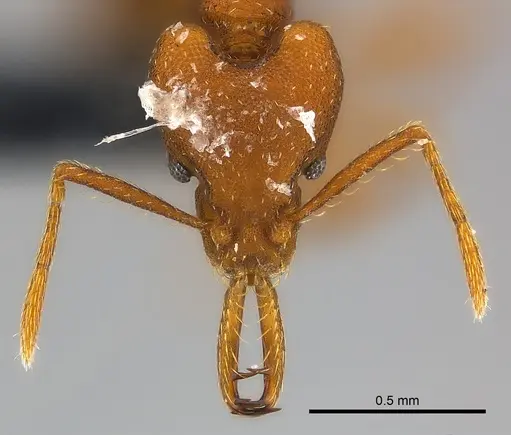 Strumigenys fanano - CASENT0157729