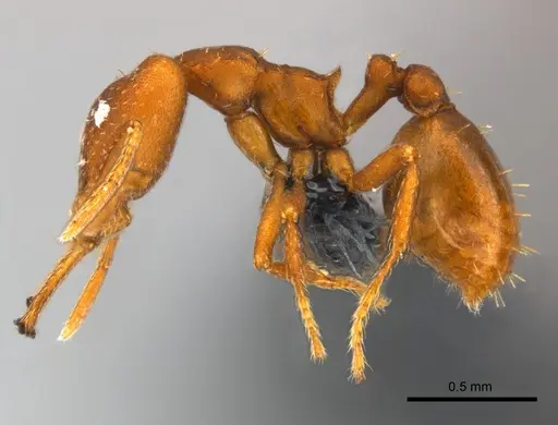 Strumigenys fanano - CASENT0157729