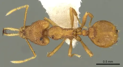 Strumigenys fanano - CASENT0900700