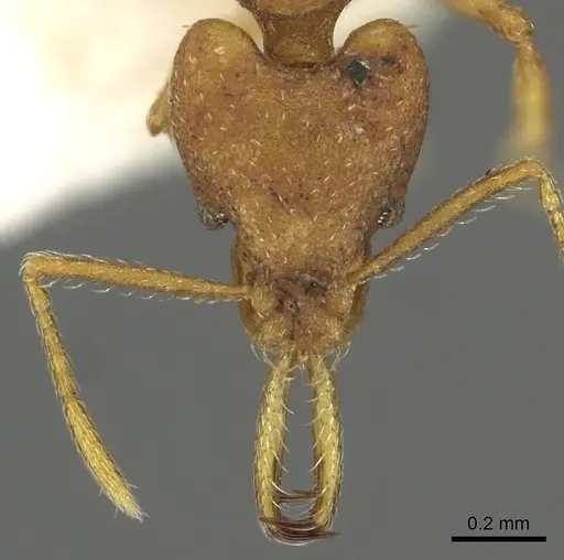 Strumigenys fanano - CASENT0900700