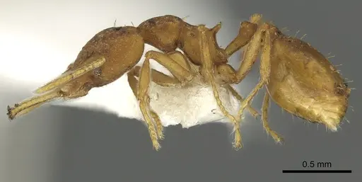 Strumigenys fanano - CASENT0900700