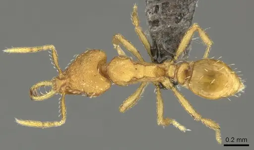 Strumigenys faurei specimen