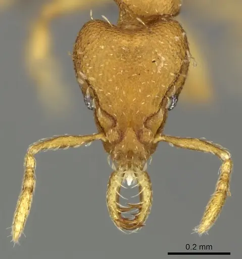 Strumigenys faurei specimen