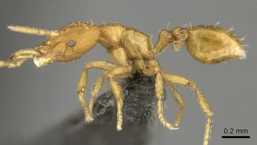 Strumigenys faurei specimen