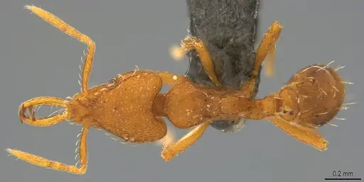 Strumigenys faurei - CASENT0782434