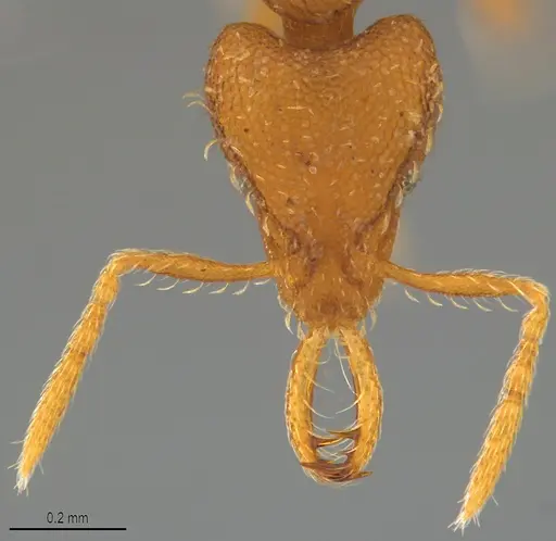 Strumigenys faurei - CASENT0782434