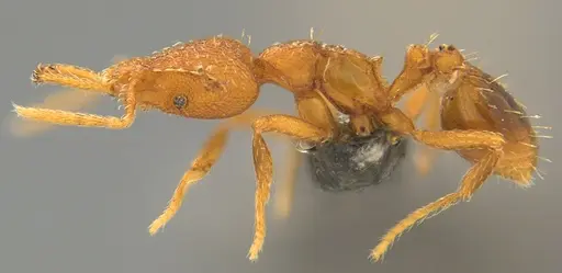 Strumigenys faurei - CASENT0782434