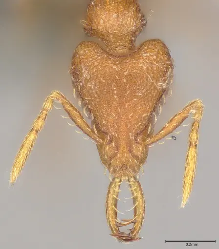 Strumigenys faurei - CASENT0786243