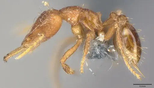 Strumigenys faurei - CASENT0786243