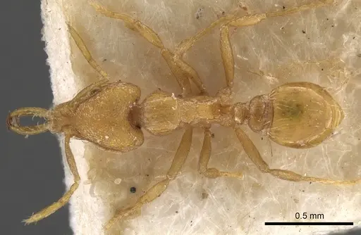 Strumigenys faurei - CASENT0900599