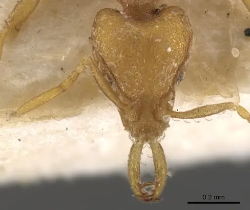 Strumigenys faurei - CASENT0900599