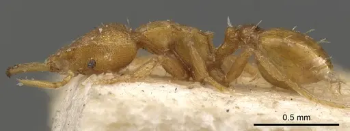 Strumigenys faurei - CASENT0900599