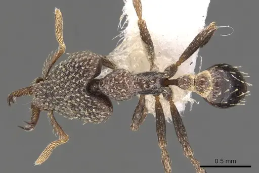 Strumigenys faurei - CASENT0900783