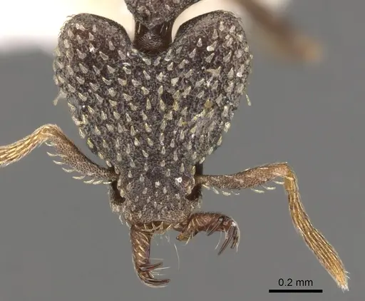 Strumigenys faurei - CASENT0900783