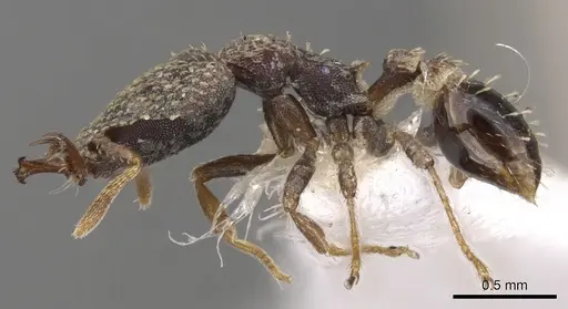 Strumigenys faurei - CASENT0900783