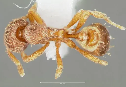 Strumigenys fautrix specimen